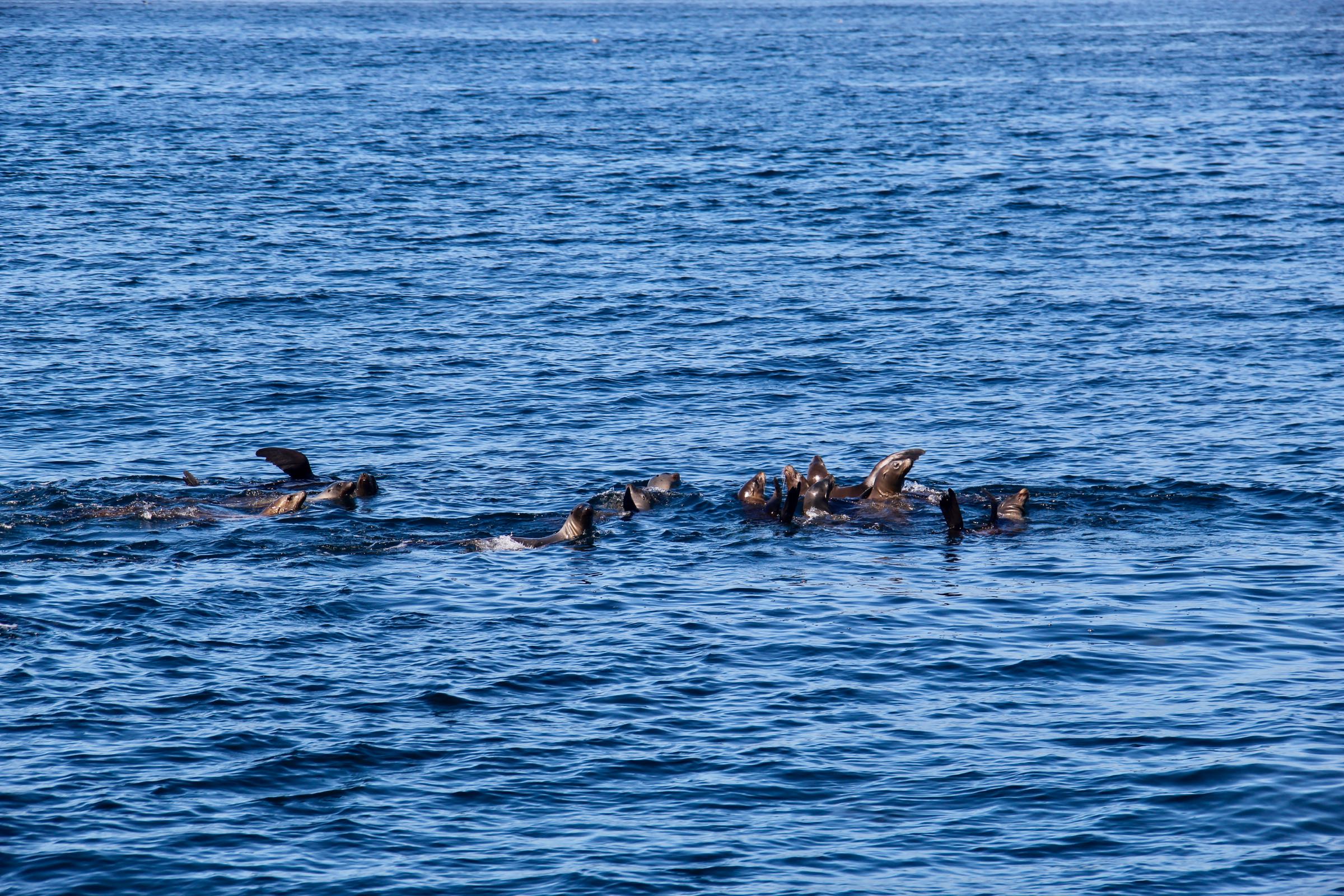 Kalifornische Seelöwen, Monterey Bay, Kalifornien, USA