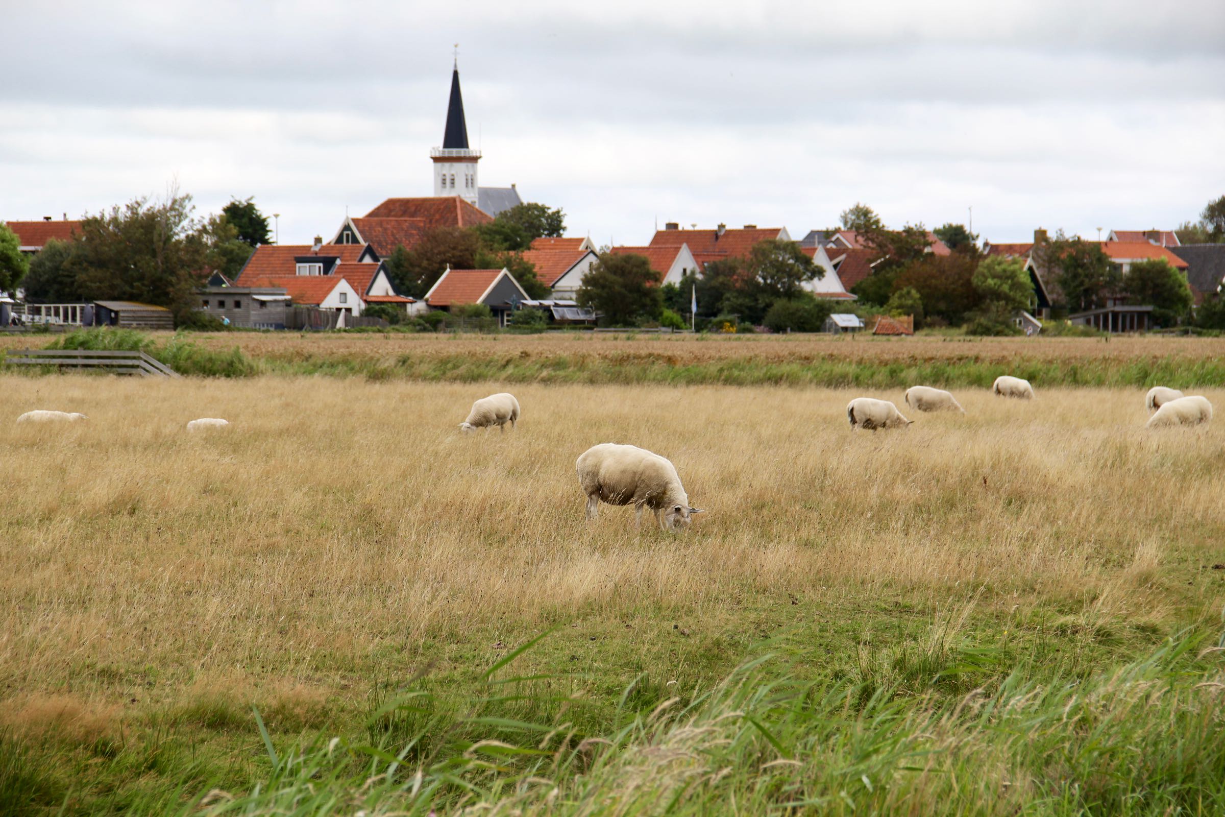 Schafe, Texel, Nordholland, Niederlande