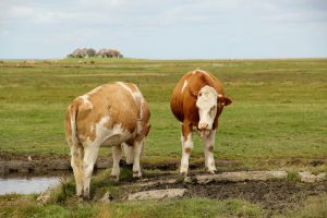 Kühe auf Hallig Hooge, Nordfriesland, Deutschland