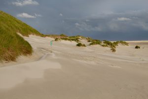 Dünen auf Amrum, Nordfriesland, Deutschland