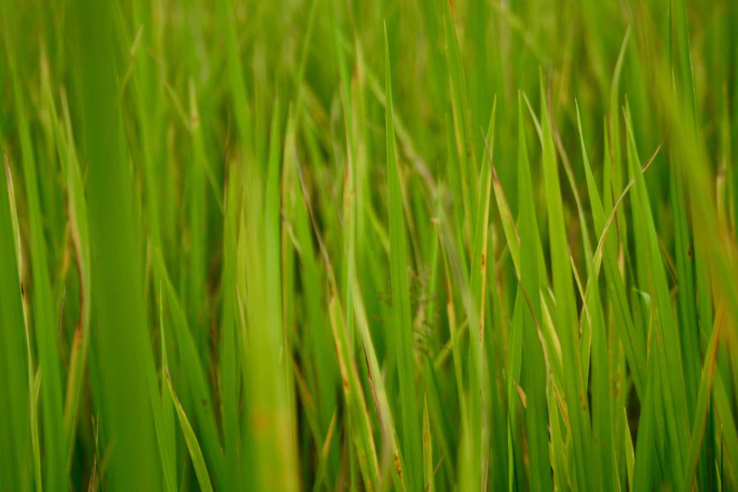 Reispflanzen, Palawan, Philippinen