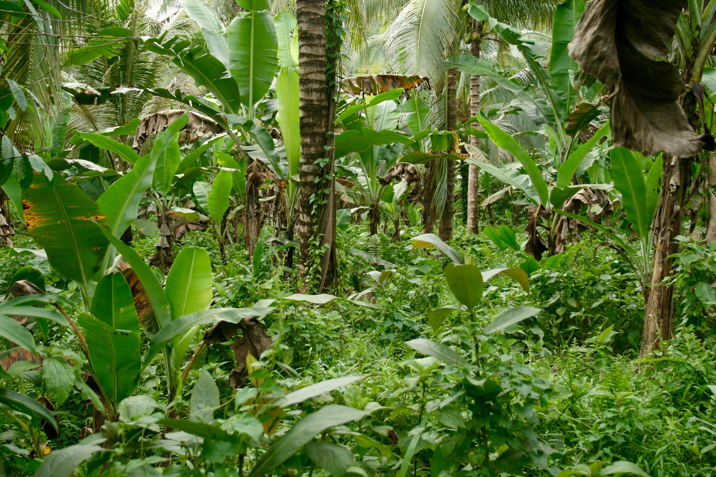Wald auf Palawan, Philippinen