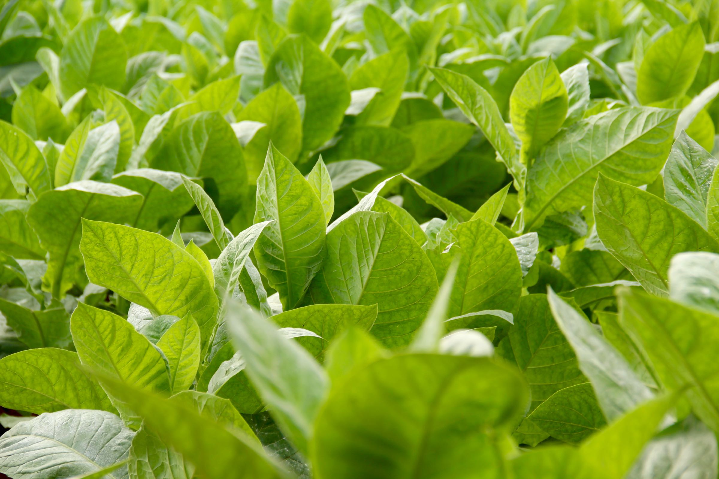Tabakpflanzen im Valle de Viñales, Pinar del Río, Kuba