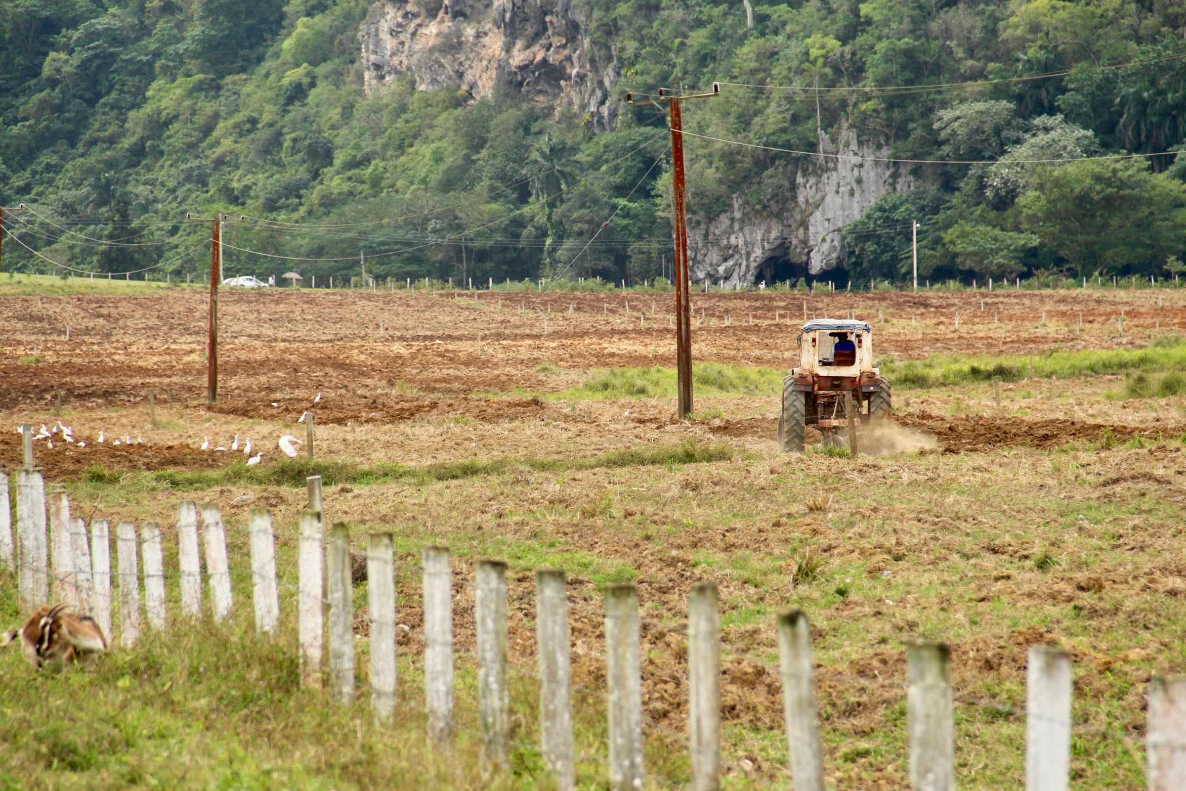 Landwirtschaft im Valle de Viñales, Pinar del Río, Kuba