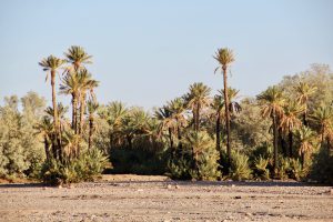 Palmengärten von Skoura, Marokko