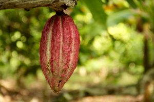 Kakaofrucht, Baracoa, Guantánamo, Kuba