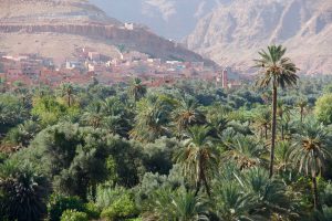 Blick über die Palmengärten von Tinghir, Marokko