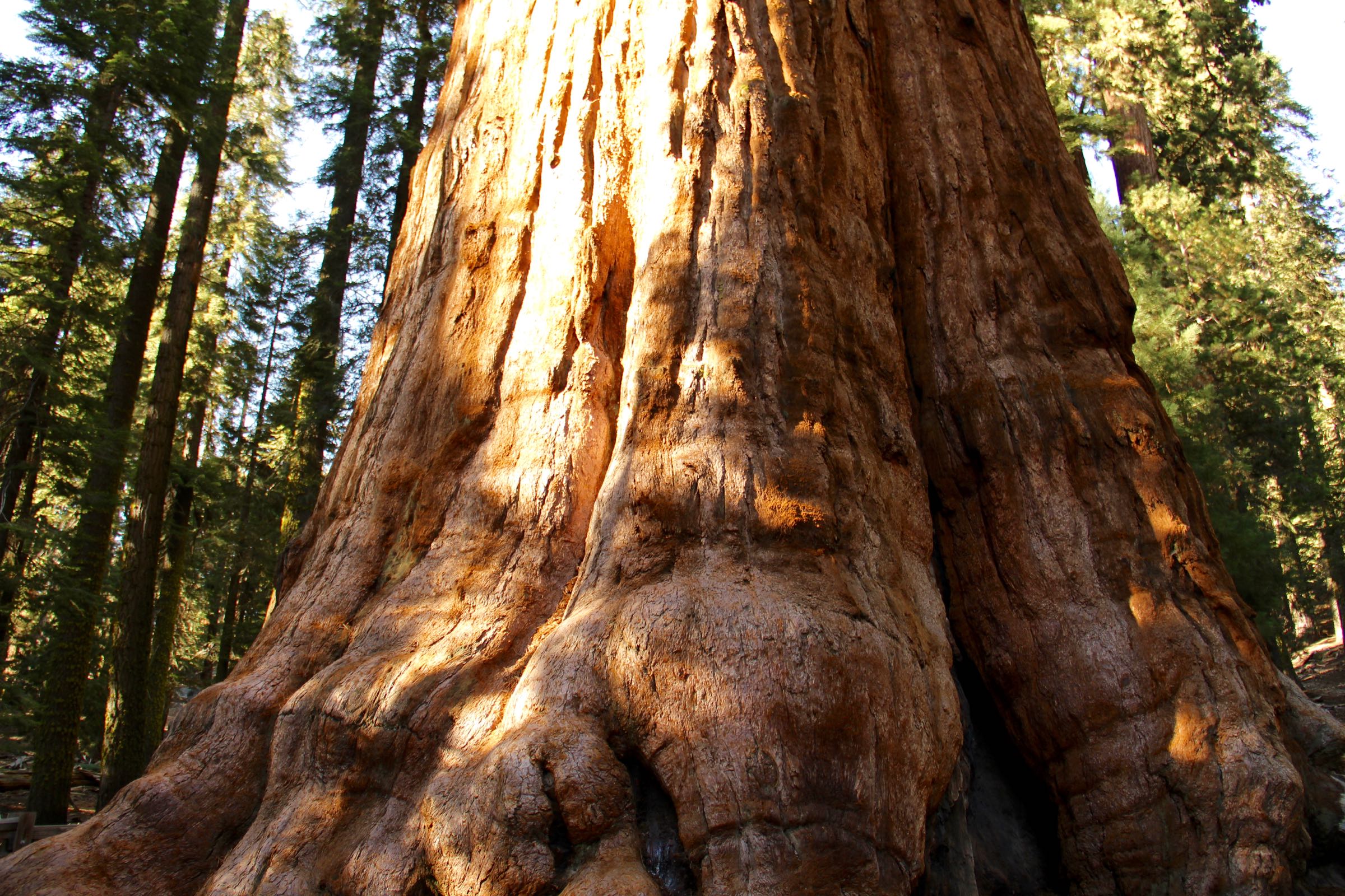 Stamm des General Sherman Tree, Sequoia-Nationalpark, Kalifornien, USA