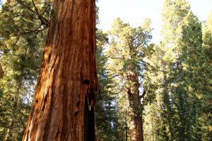Riesenmammutbäume im Sequoia-Nationalpark, Kalifornien, USA