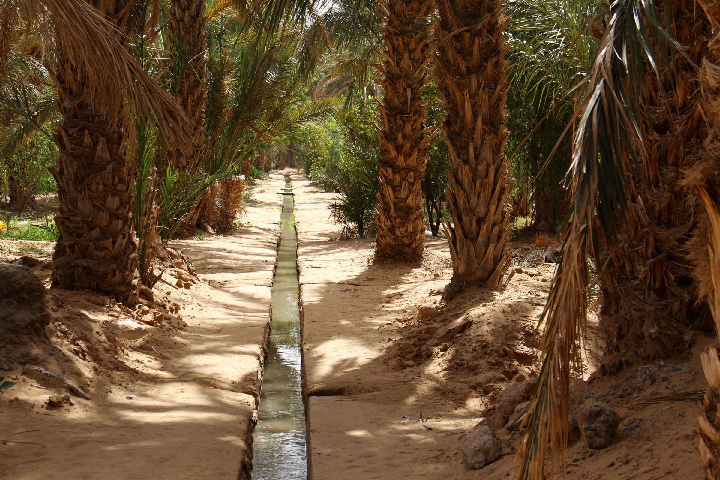 Bewässerungskanal im Palmenhain von Hassilabied, Marokko