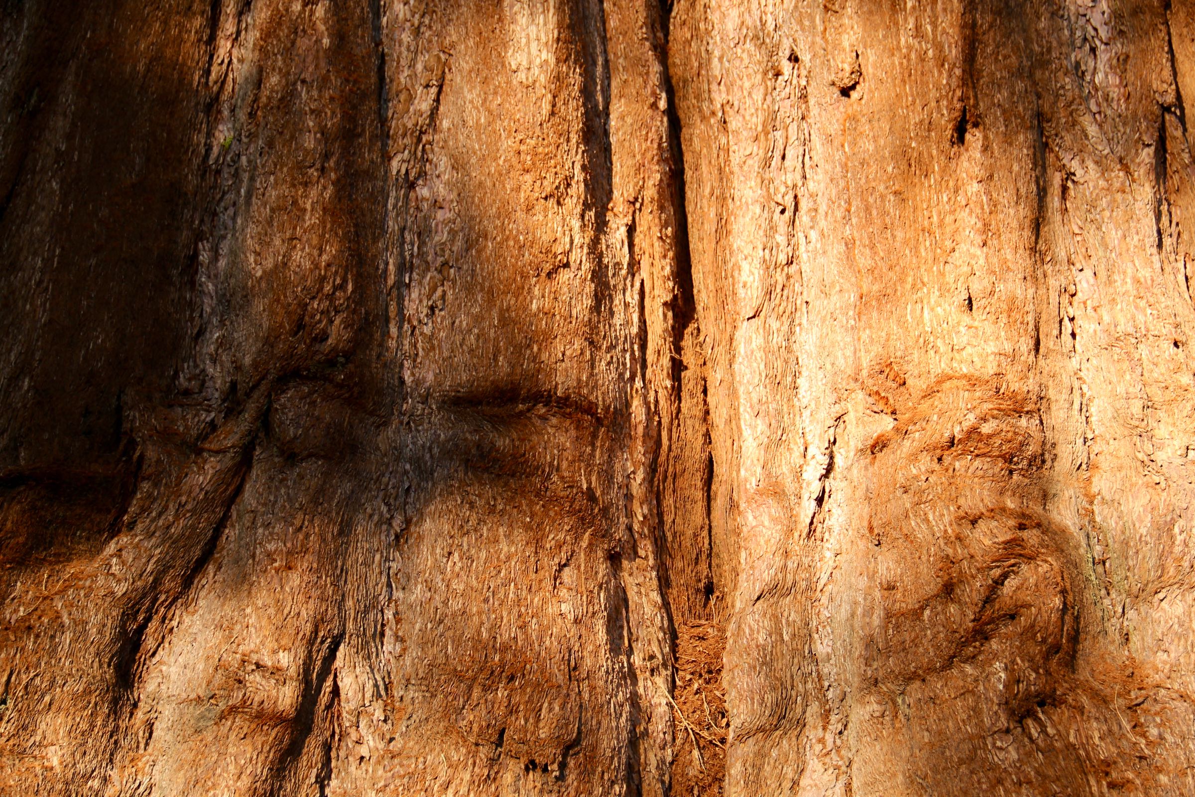 Borke eines Riesenmammutbaums im Sequoia-Nationalpark, Kalifornien, USA