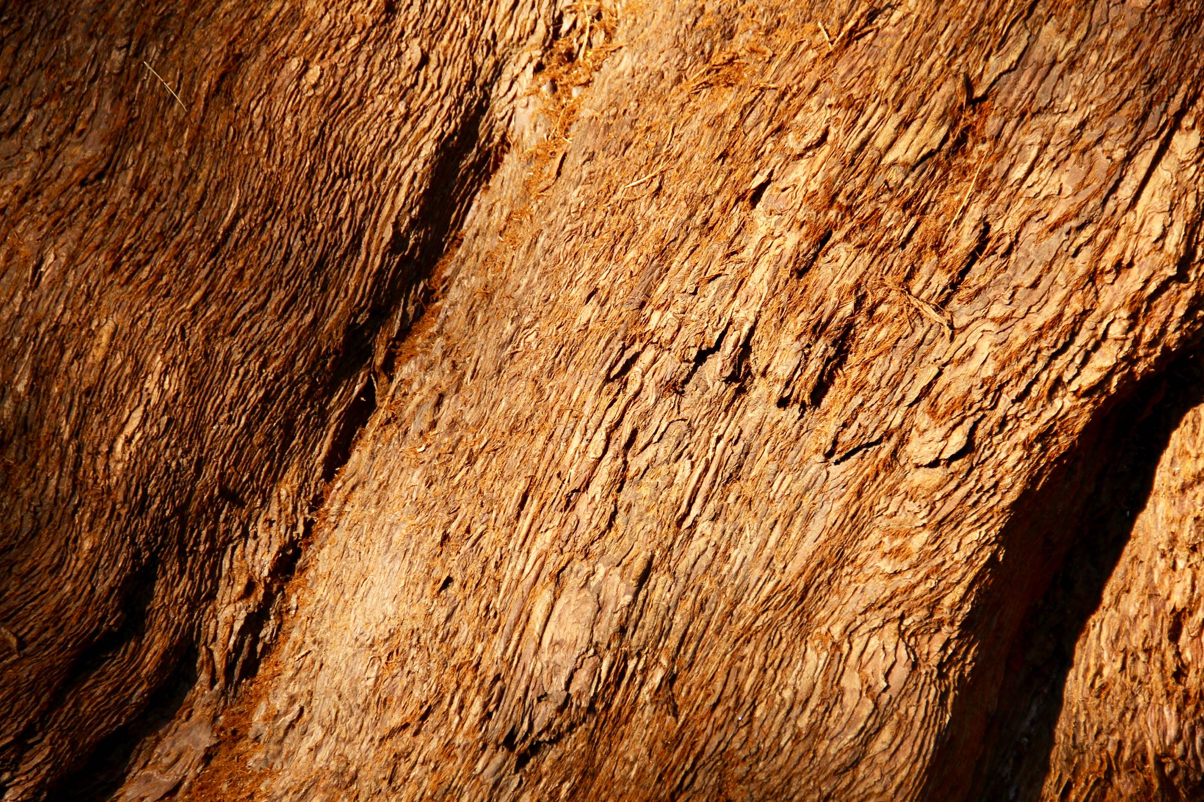 Borke eines Riesenmammutbaums im Sequoia-Nationalpark, Kalifornien, USA