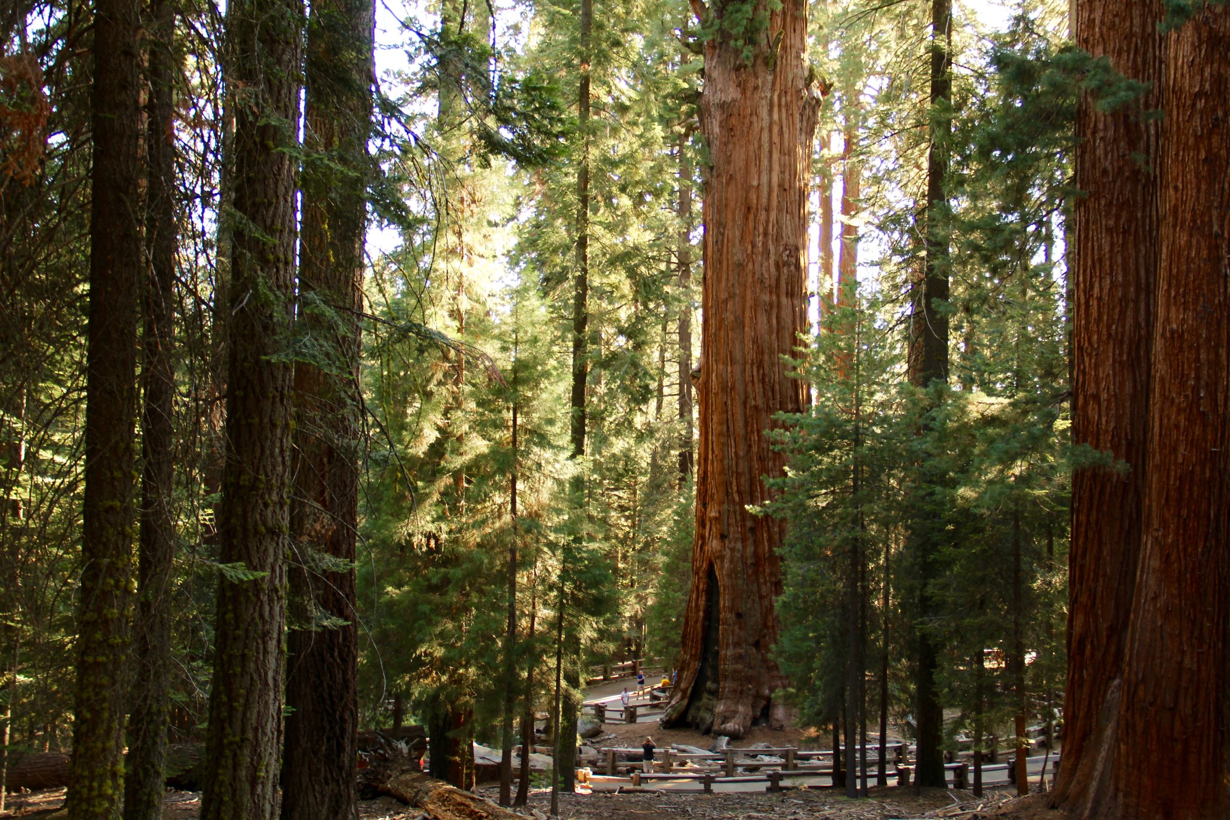 General Sherman Tree, Sequoia-Nationalpark, Kalifornien, USA