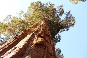 Riesenmammutbäume im Kings-Canyon-Nationalpark, Kalifornien, USA