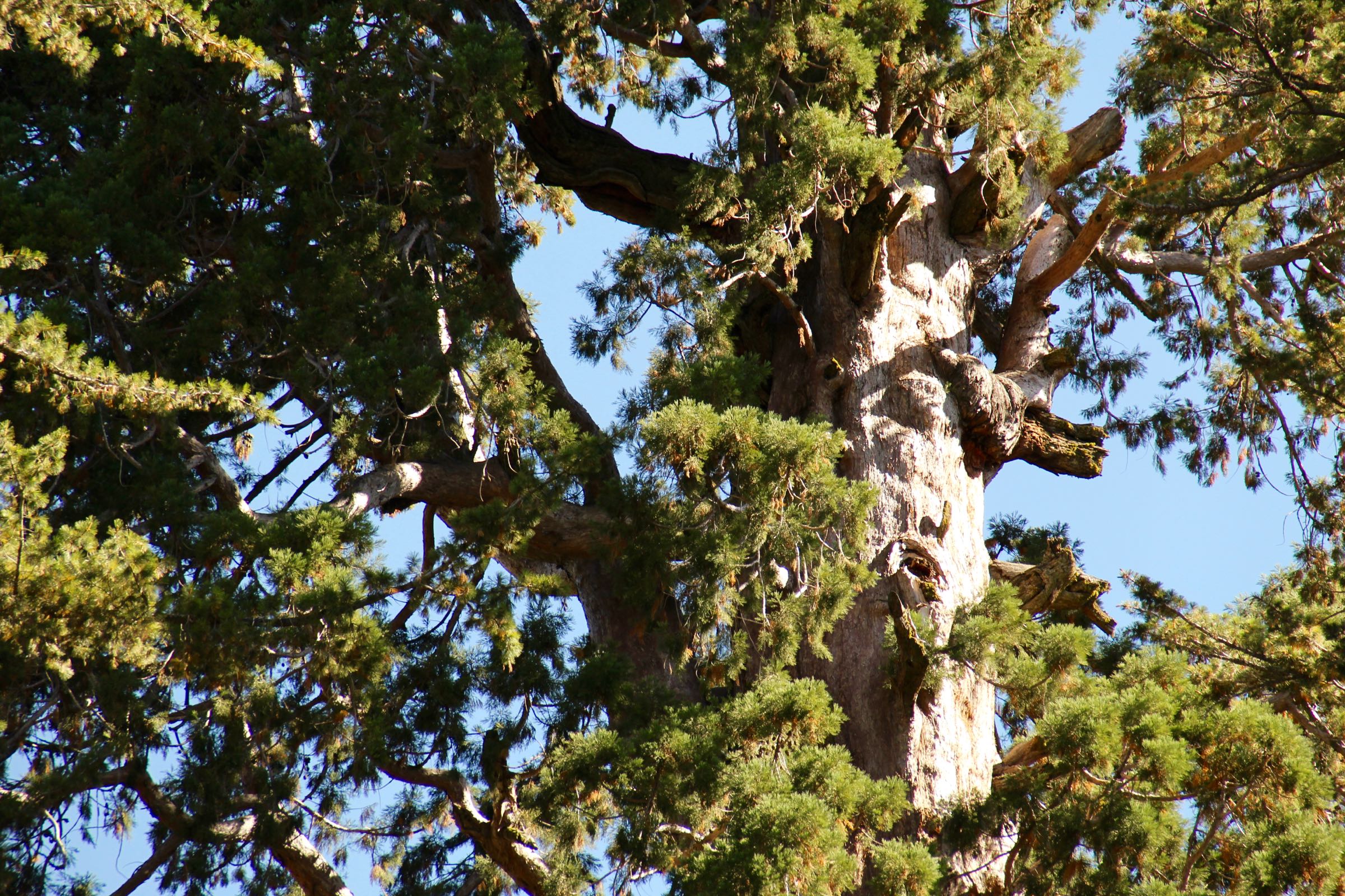General Grant Tree, Kings-Canyon-Nationalpark, Kalifornien, USA