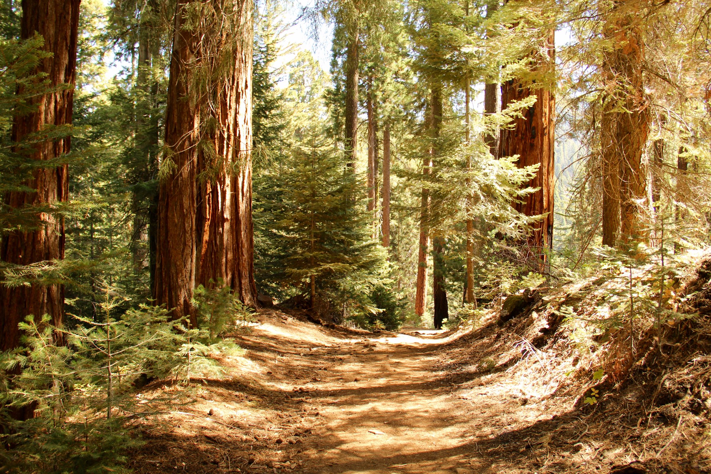 Waldweg im Kings-Canyon-Nationalpark, Kalifornien, USA