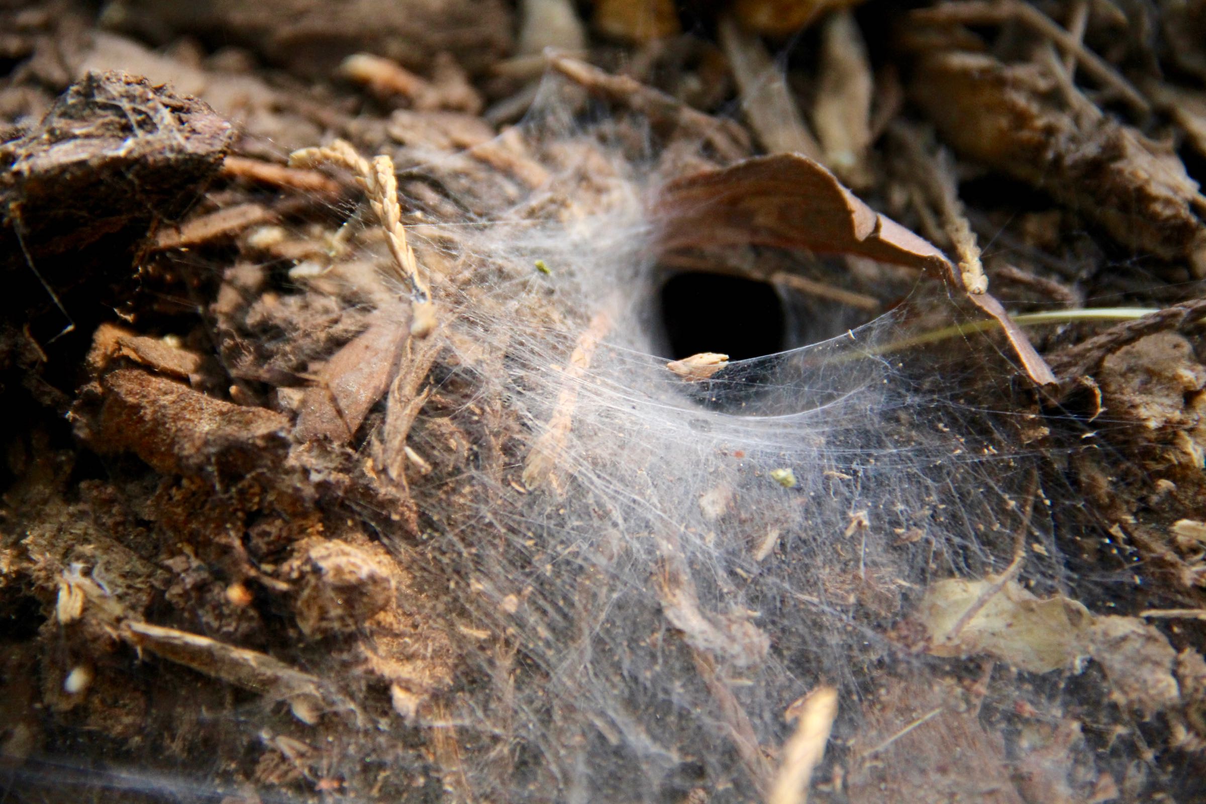 Spinnenbau im Kings-Canyon-Nationalpark, Kalifornien, USA