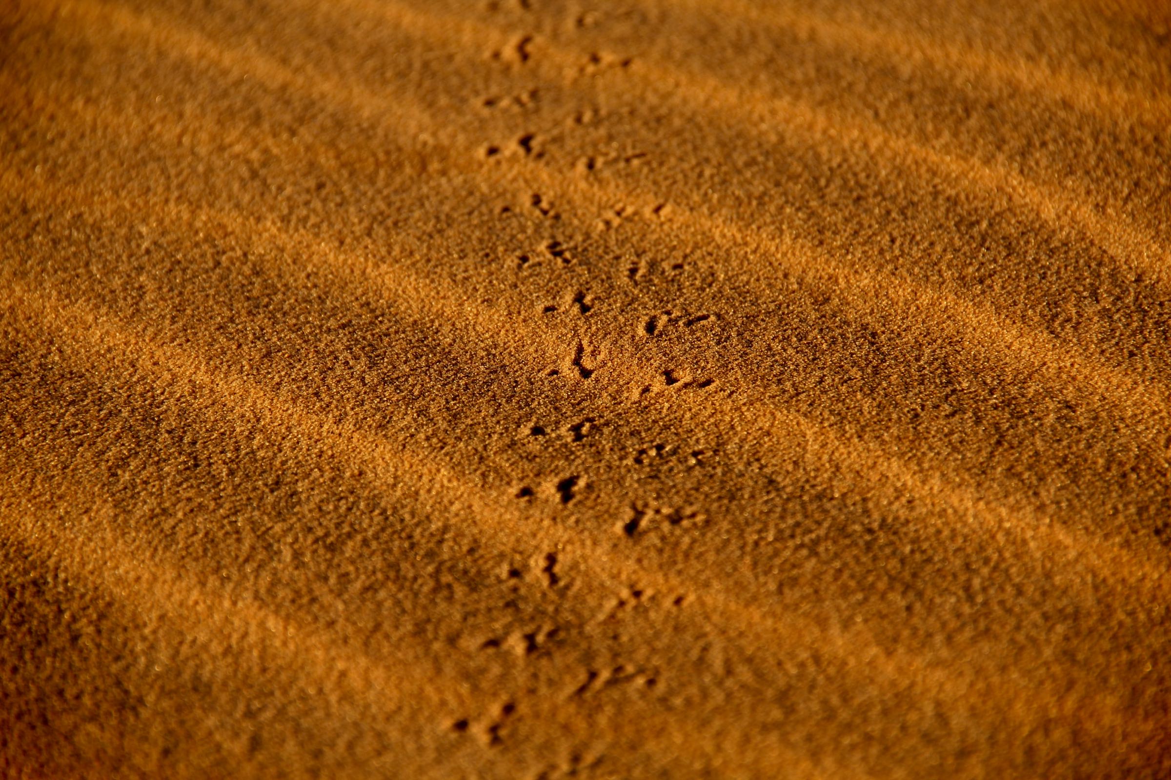 Sand im Erg Chebbi, Sahara, Marokko