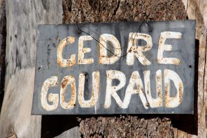 „CEDRE GOURAUD“, Nationalpark Ifrane, Marokko