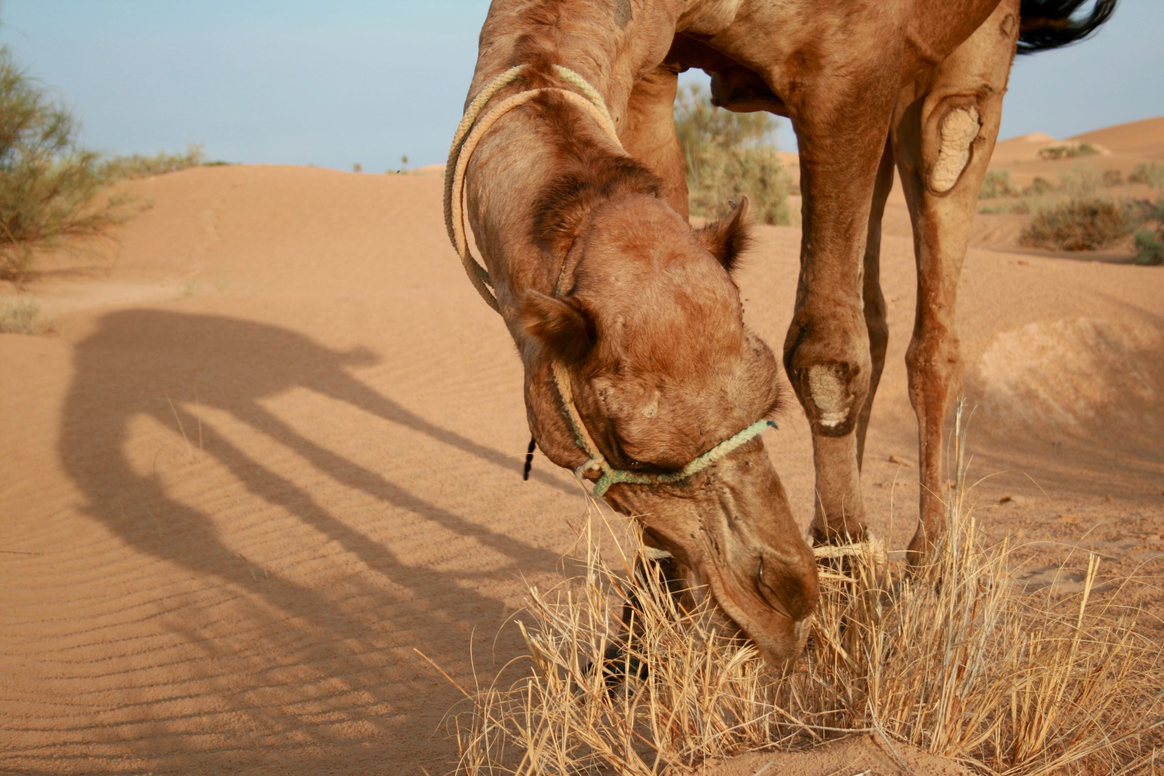 Dromedar in der Sahara, Tunesien