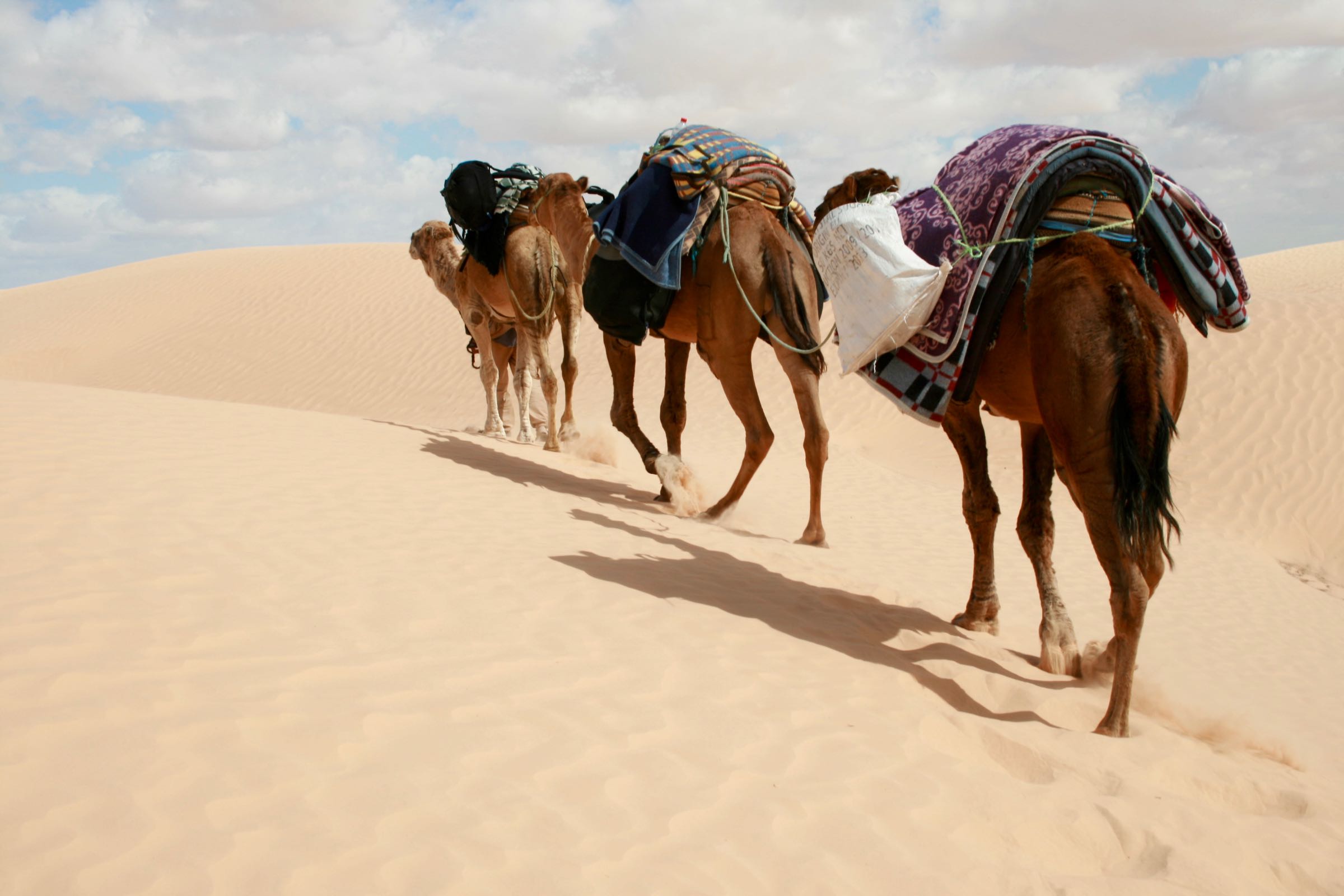 Dromedare mit Führer in der Sahara, Tunesien