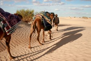 Dromedare mit Führer in der Sahara, Tunesien