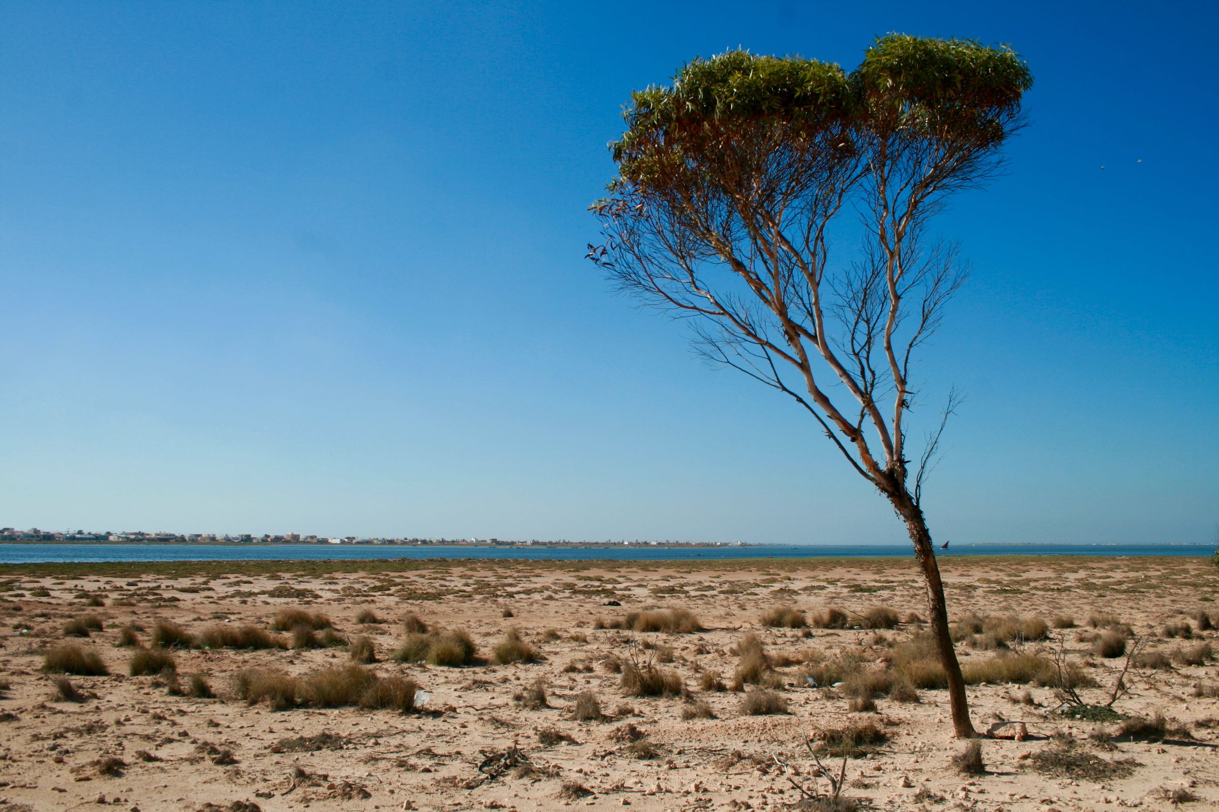 Baum auf den Kerkenna-Inseln, Tunesien