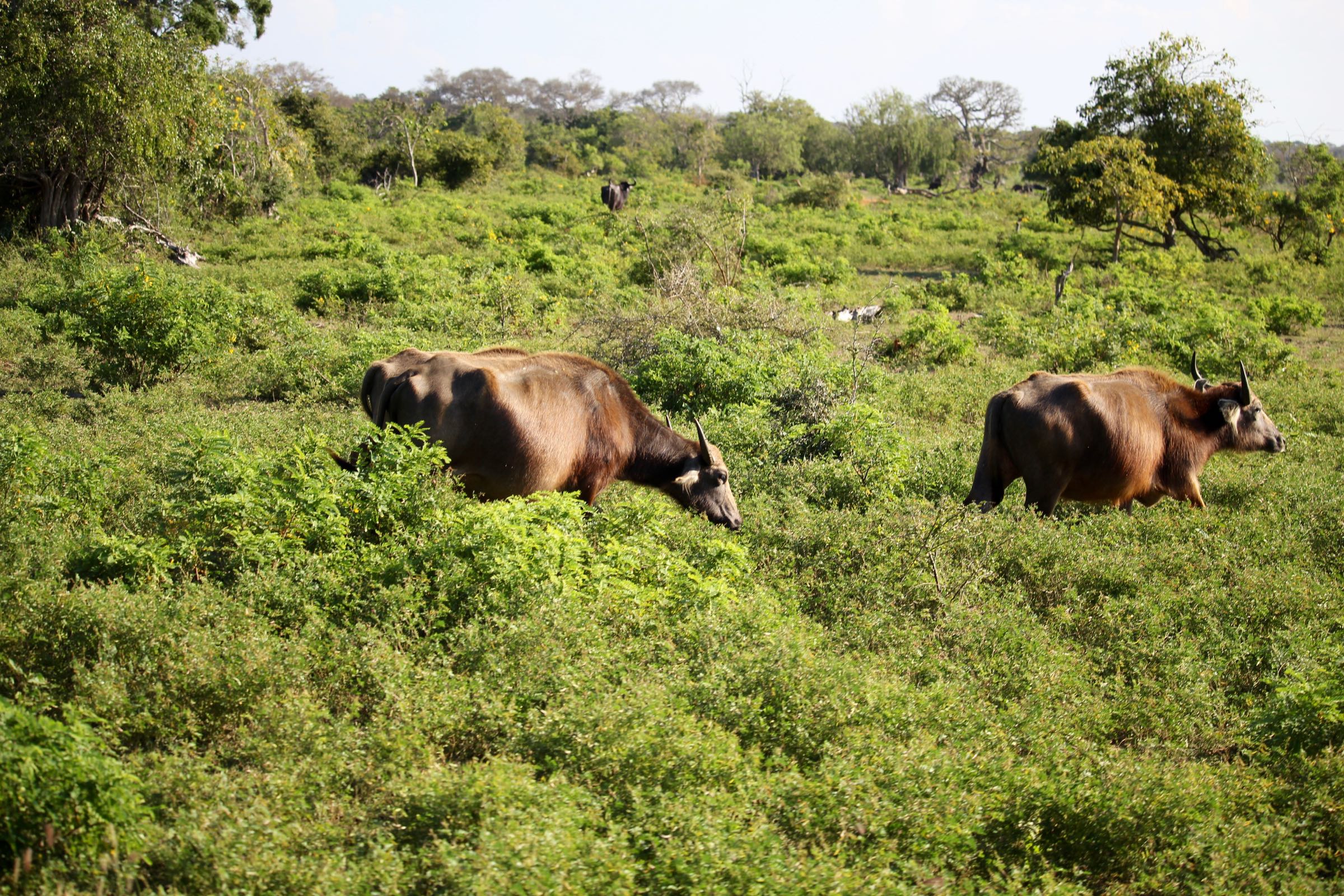 Wasserbüffel, Yala-Nationalpark, Sri Lanka